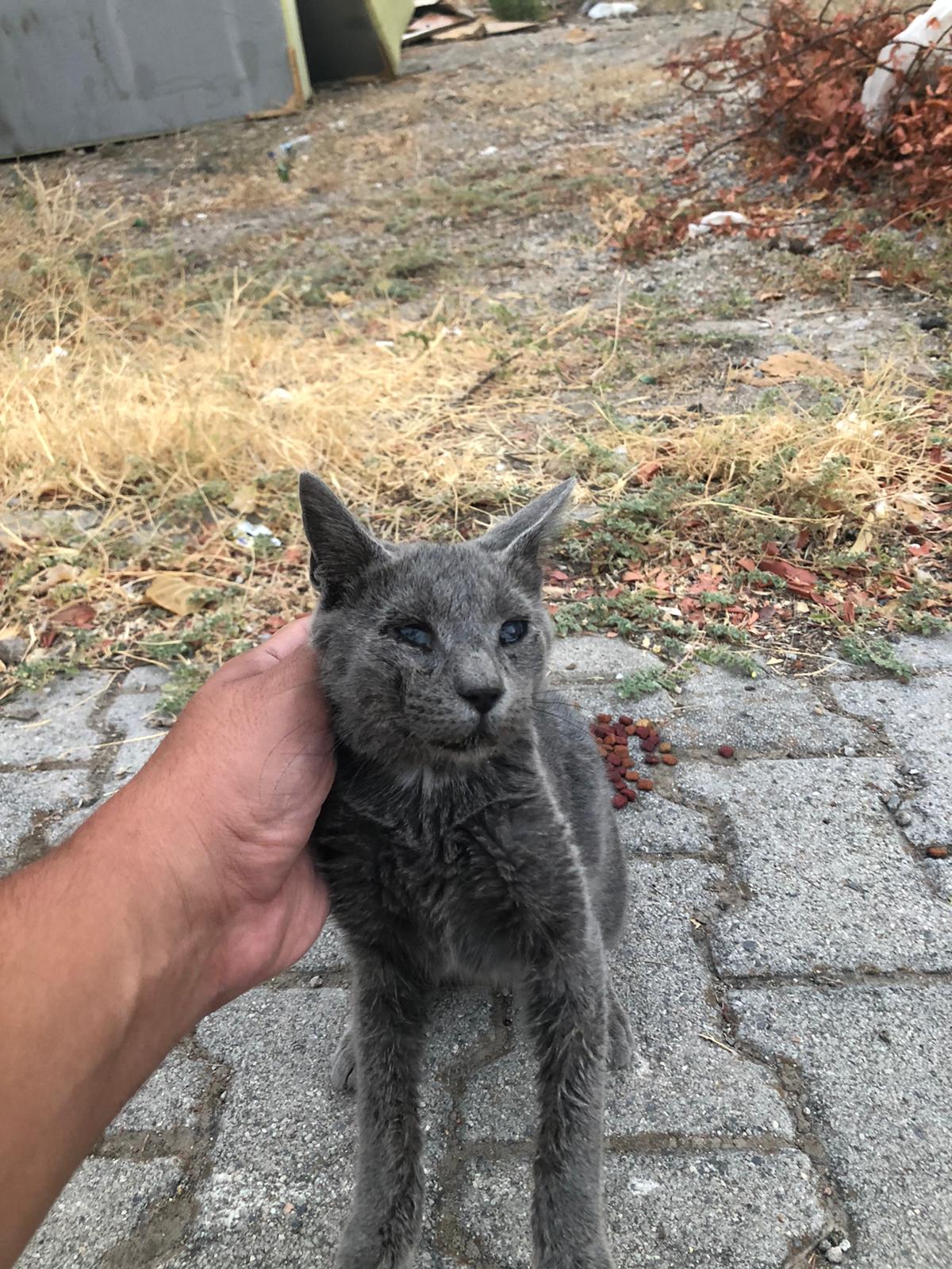 Acil ! 3 Aylık Mavi Rus Bebek Yuv, Ücretsiz Kedi, İzmir