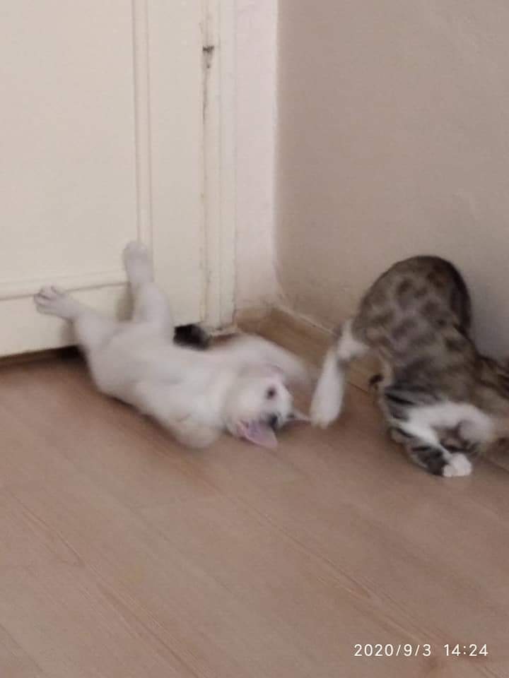 Mıncırlar Yuv, Ücretsiz Kedi, Kırıkkale