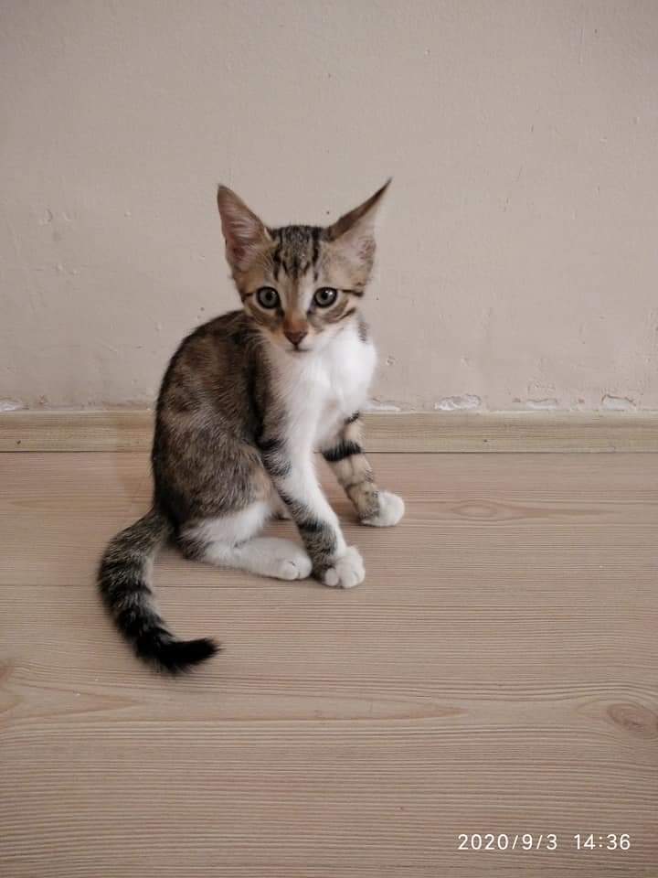 Mıncırlar Yuv, Ücretsiz Kedi, Kırıkkale