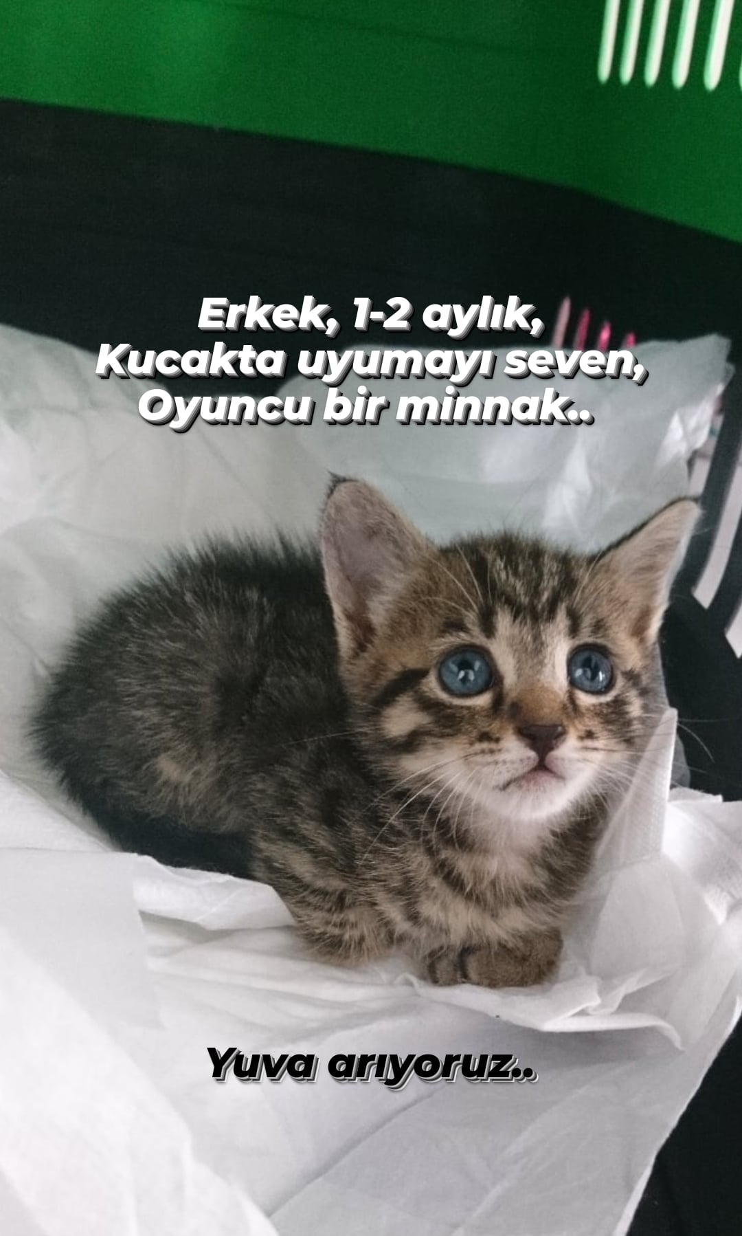 Kucak Sever Mi, Ücretsiz Kedi, İstanbul