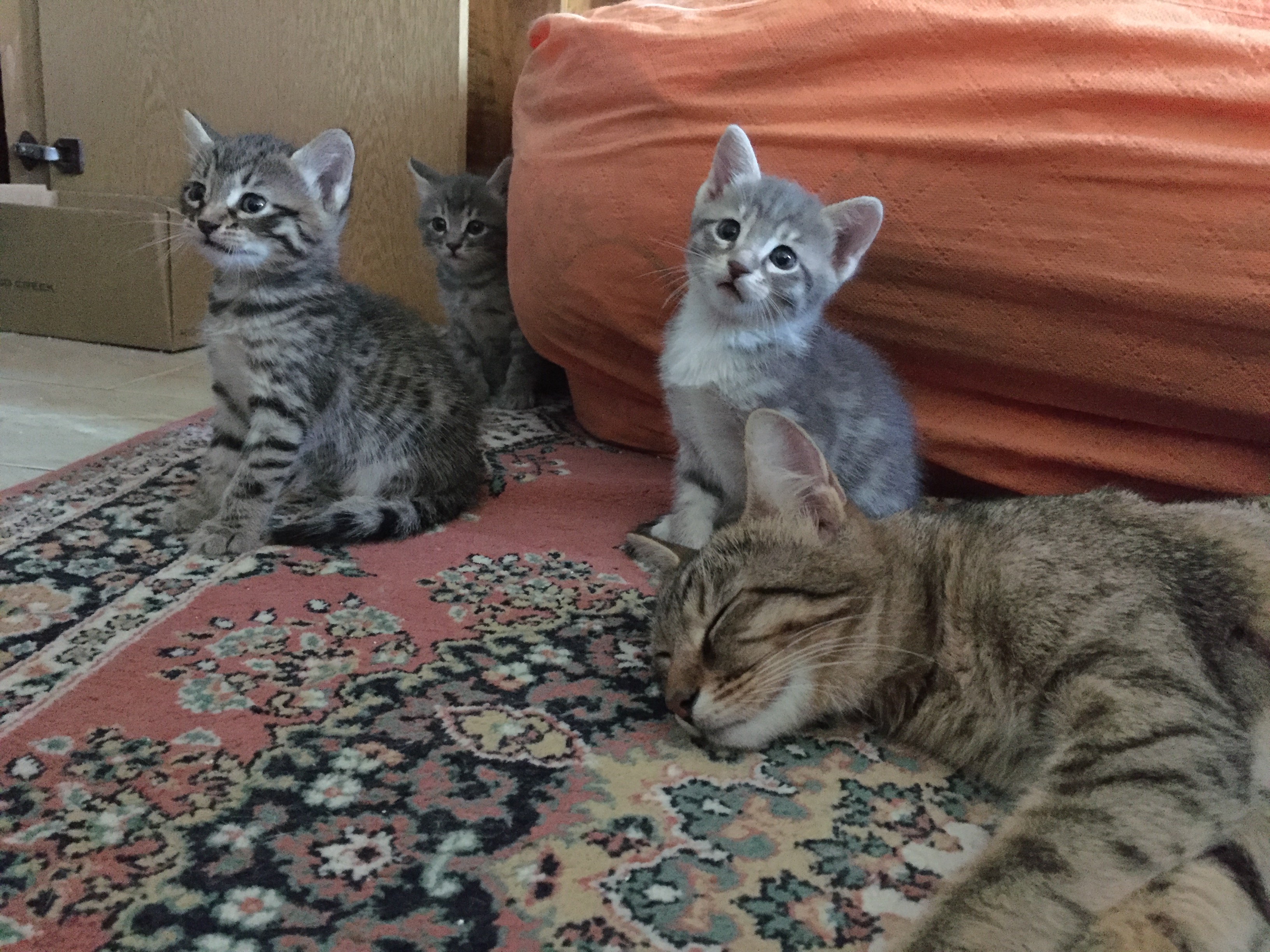 Pofuduk kardeşlere yuva olmak ister, Ücretsiz Kedi, Ankara