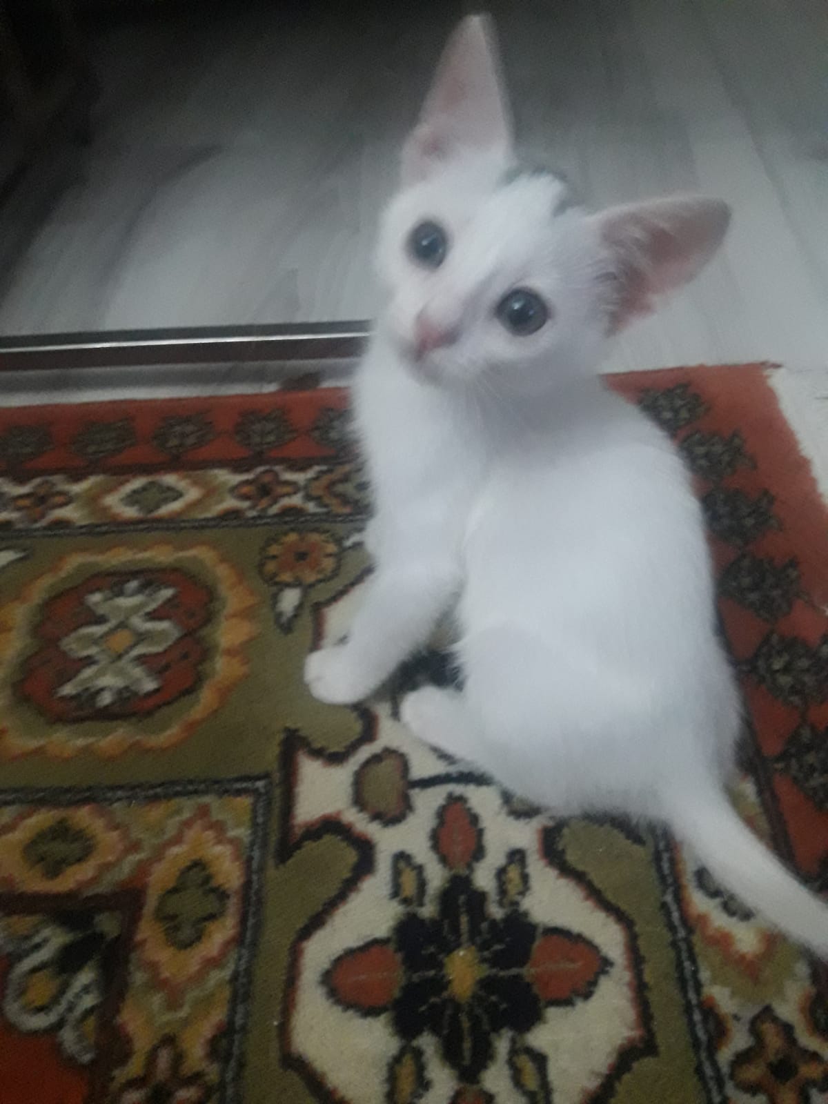 yavru kedilerimiz sahiplerini a, Ücretsiz Kedi, İstanbul