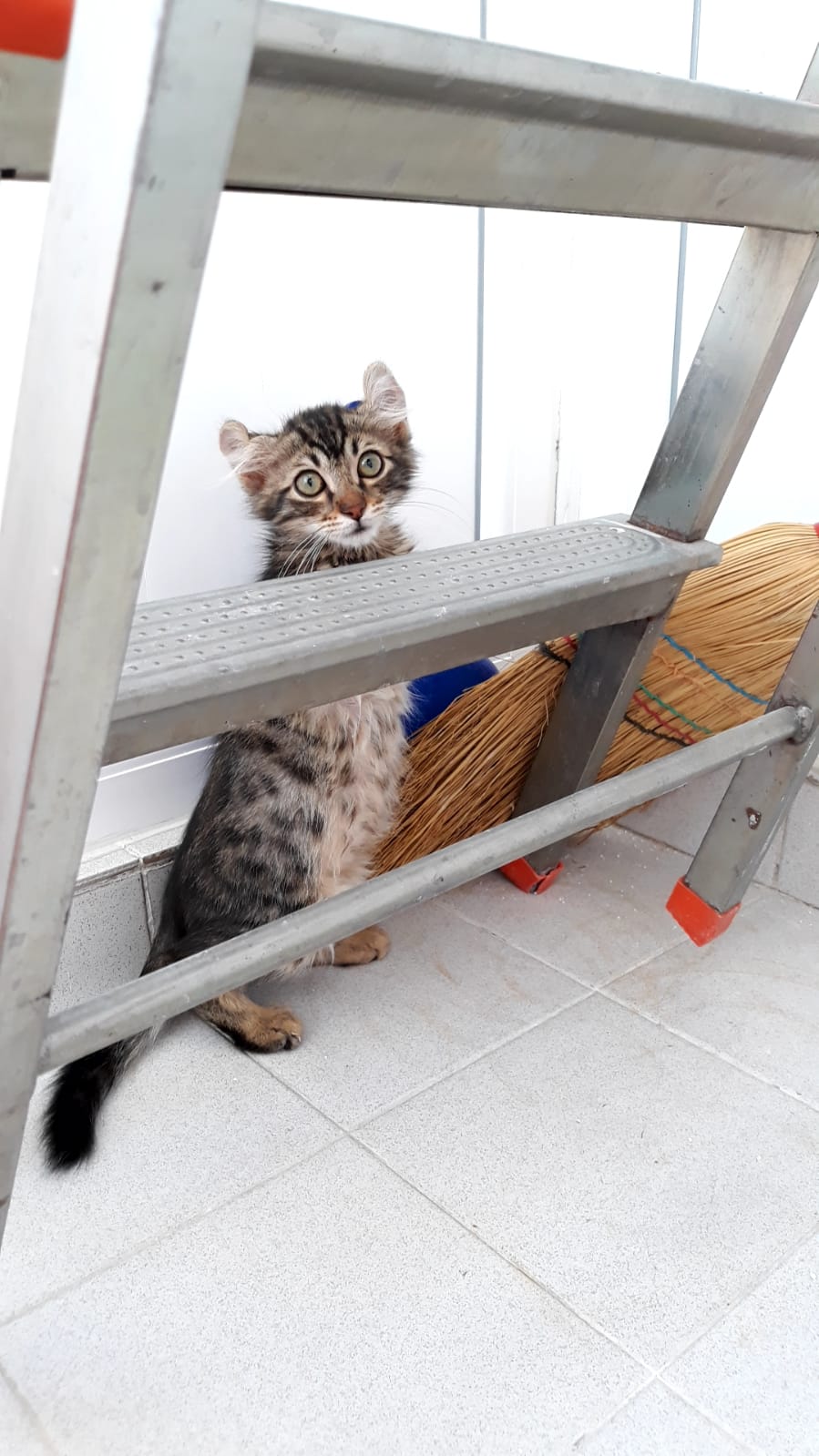 Yakışıklı Oğlumuza Ömür, Ücretsiz Kedi, Ankara