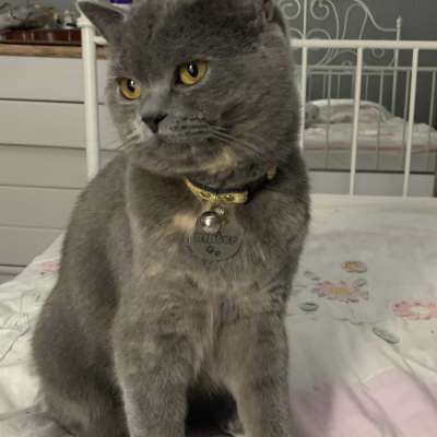 Bihter Dişi British Shorthair