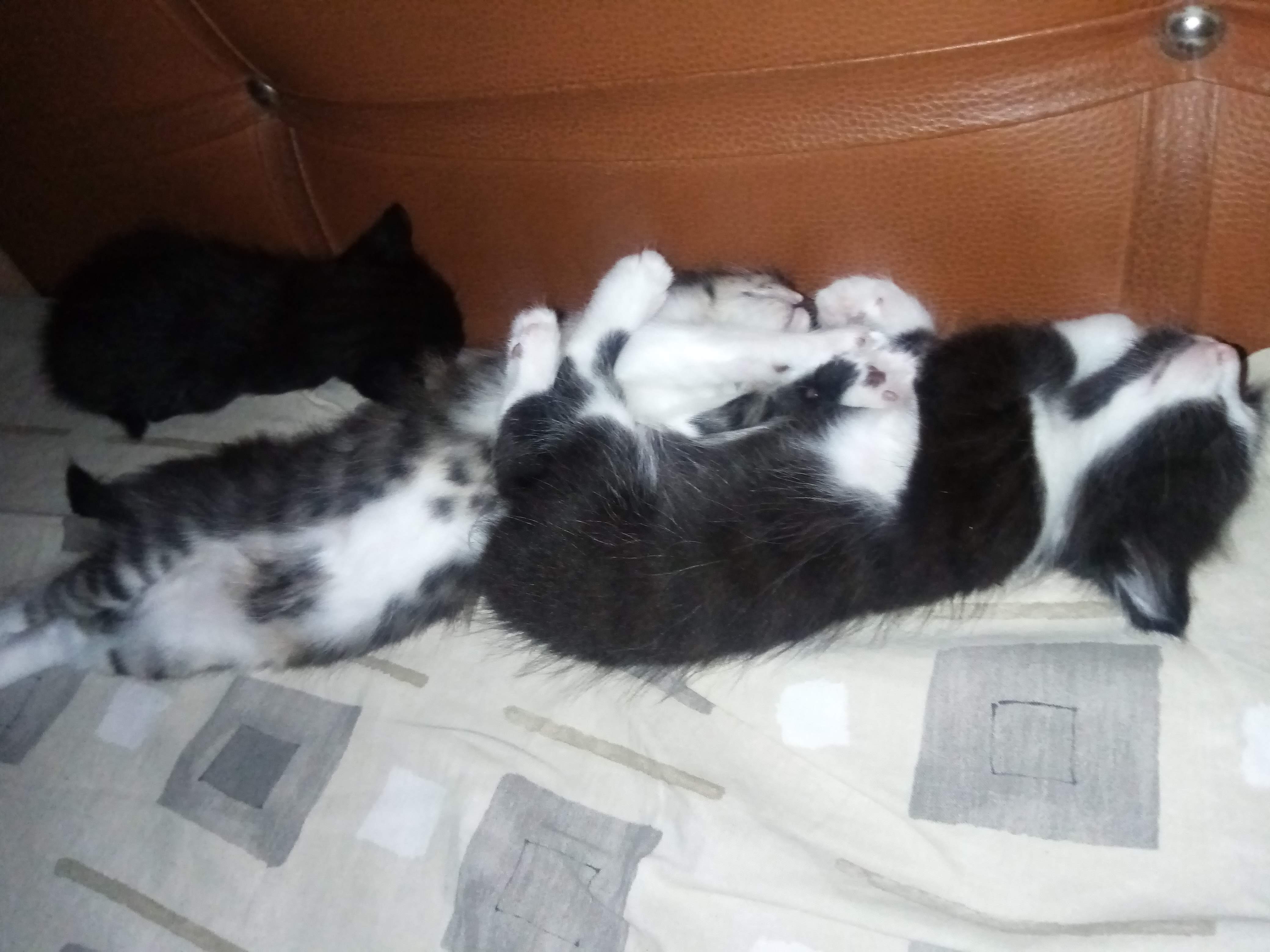 2 aylık miniğimize güvenli bir ev a, Ücretsiz Kedi, İstanbul