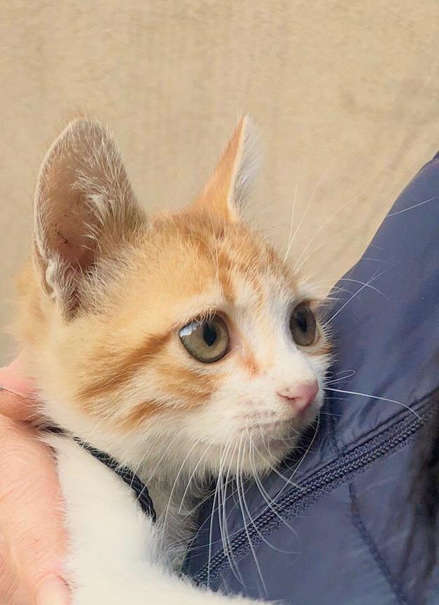Sarı oğlum, Ücretsiz Kedi, İstanbul
