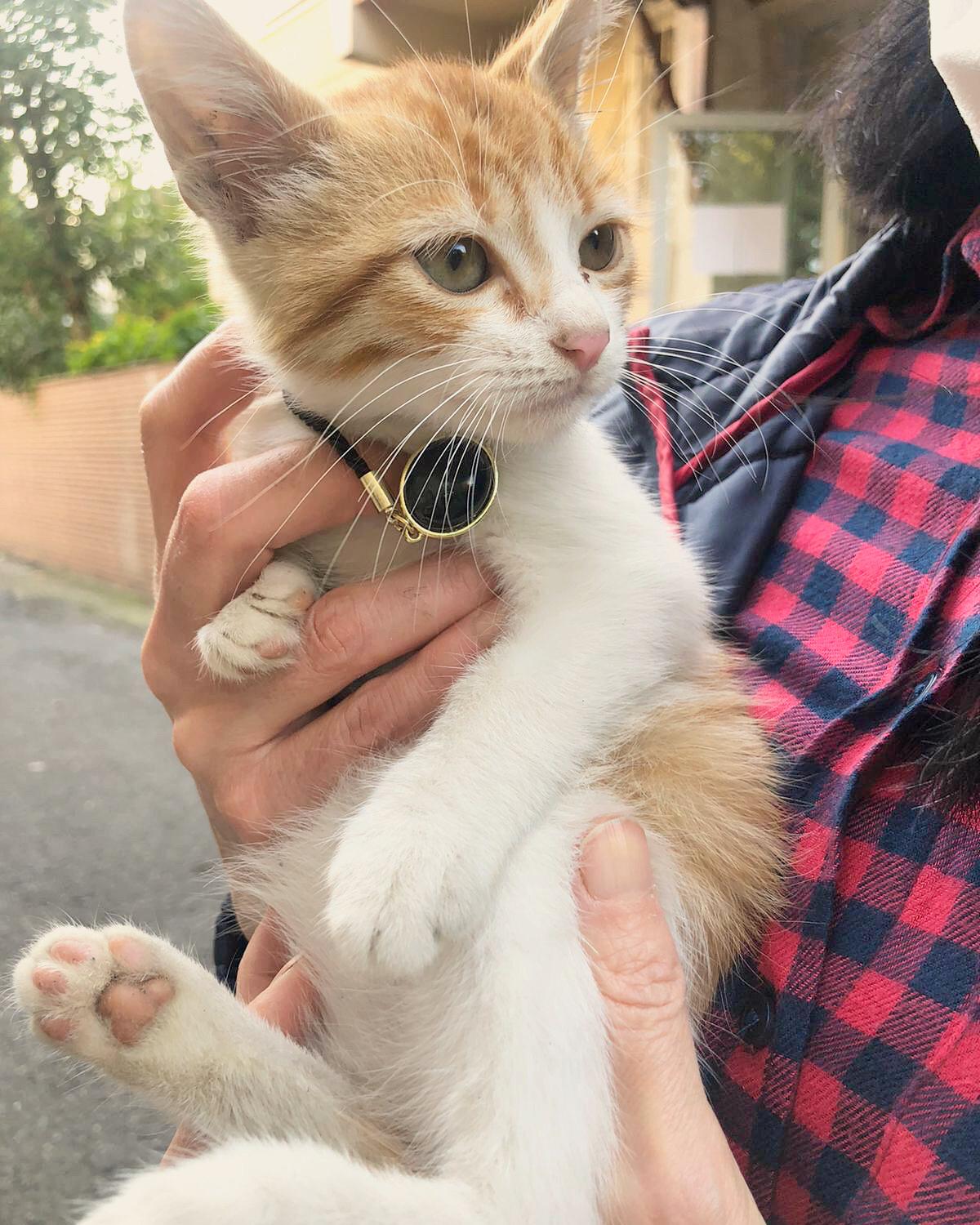 Sarı oğlum, Ücretsiz Kedi, İstanbul