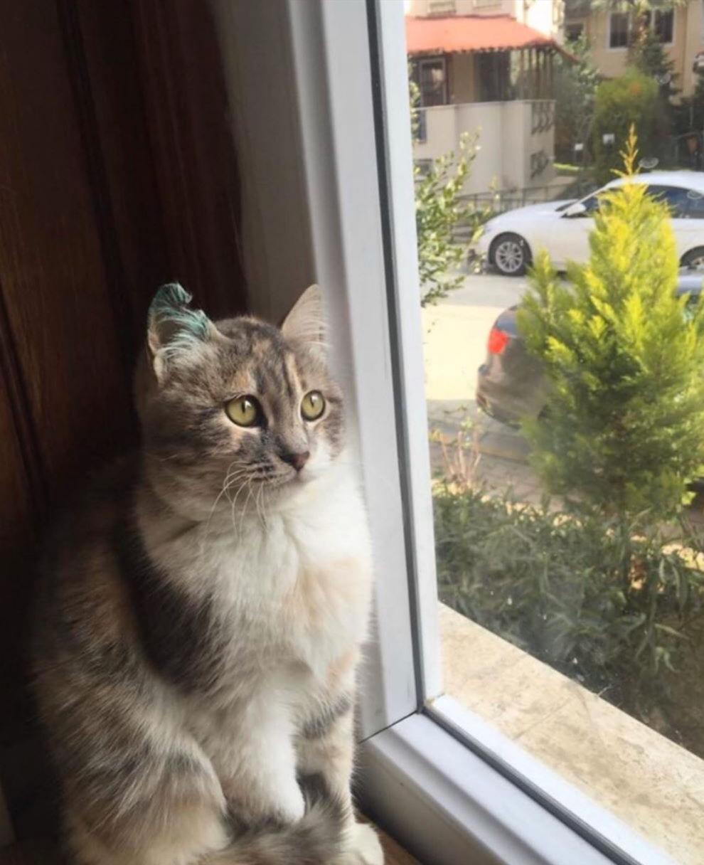 Kedimi sahiplen, Ücretsiz Kedi, İstanbul