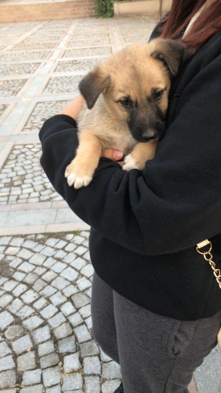 1 Aylık Bebek Yuv, Ücretsiz Köpek, Ankara