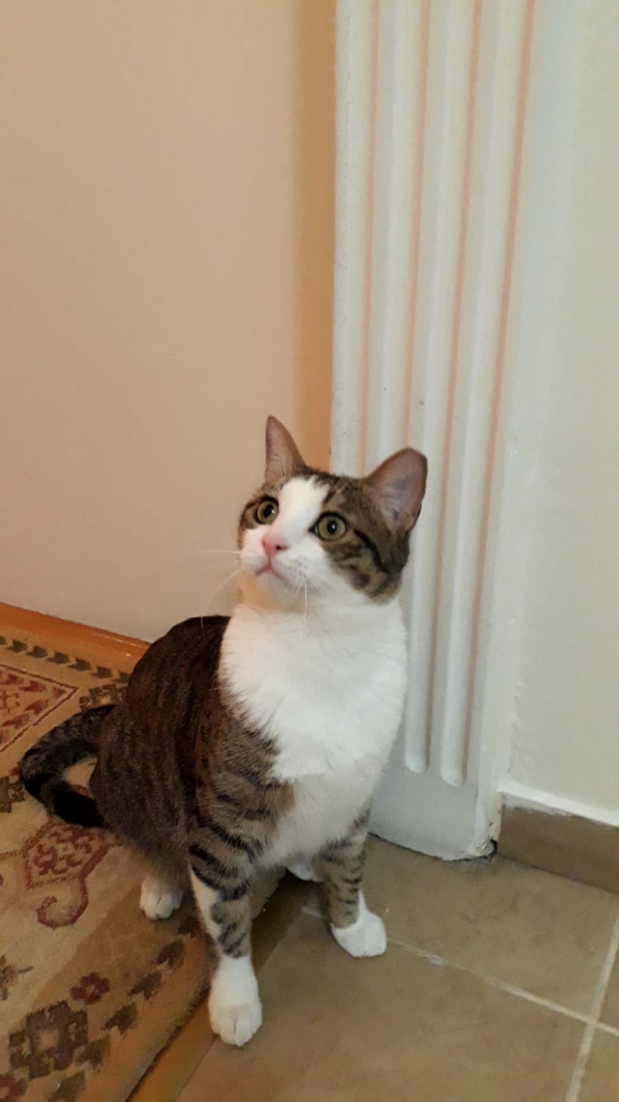 Pamuk gibi oğlumuza ömür, Ücretsiz Kedi, Ankara