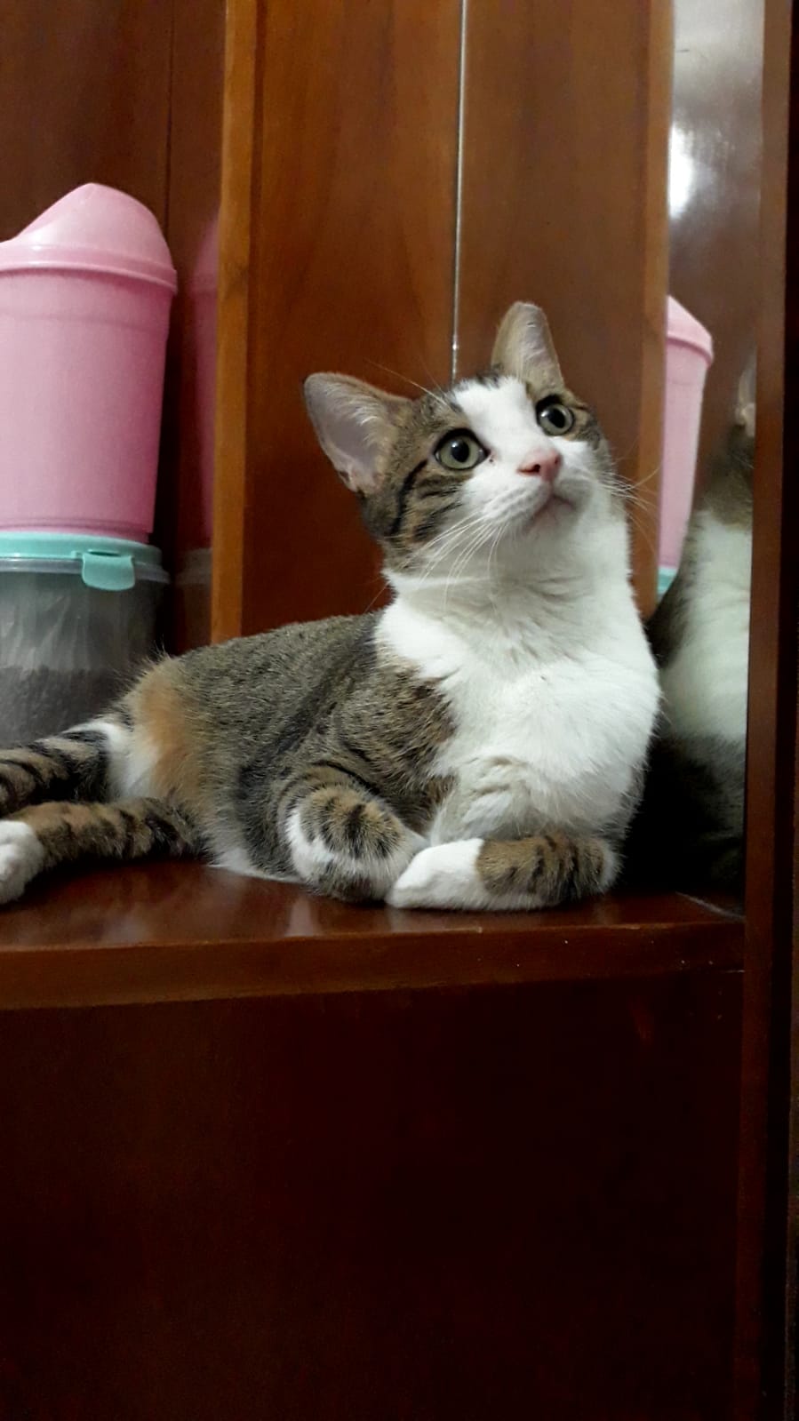 Pamuk gibi oğlumuza ömür, Ücretsiz Kedi, Ankara