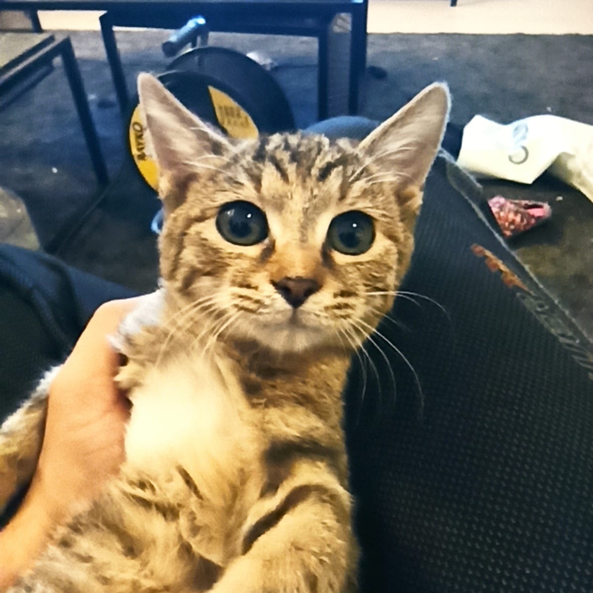 4 aylık D, Ücretsiz Kedi, Ankara