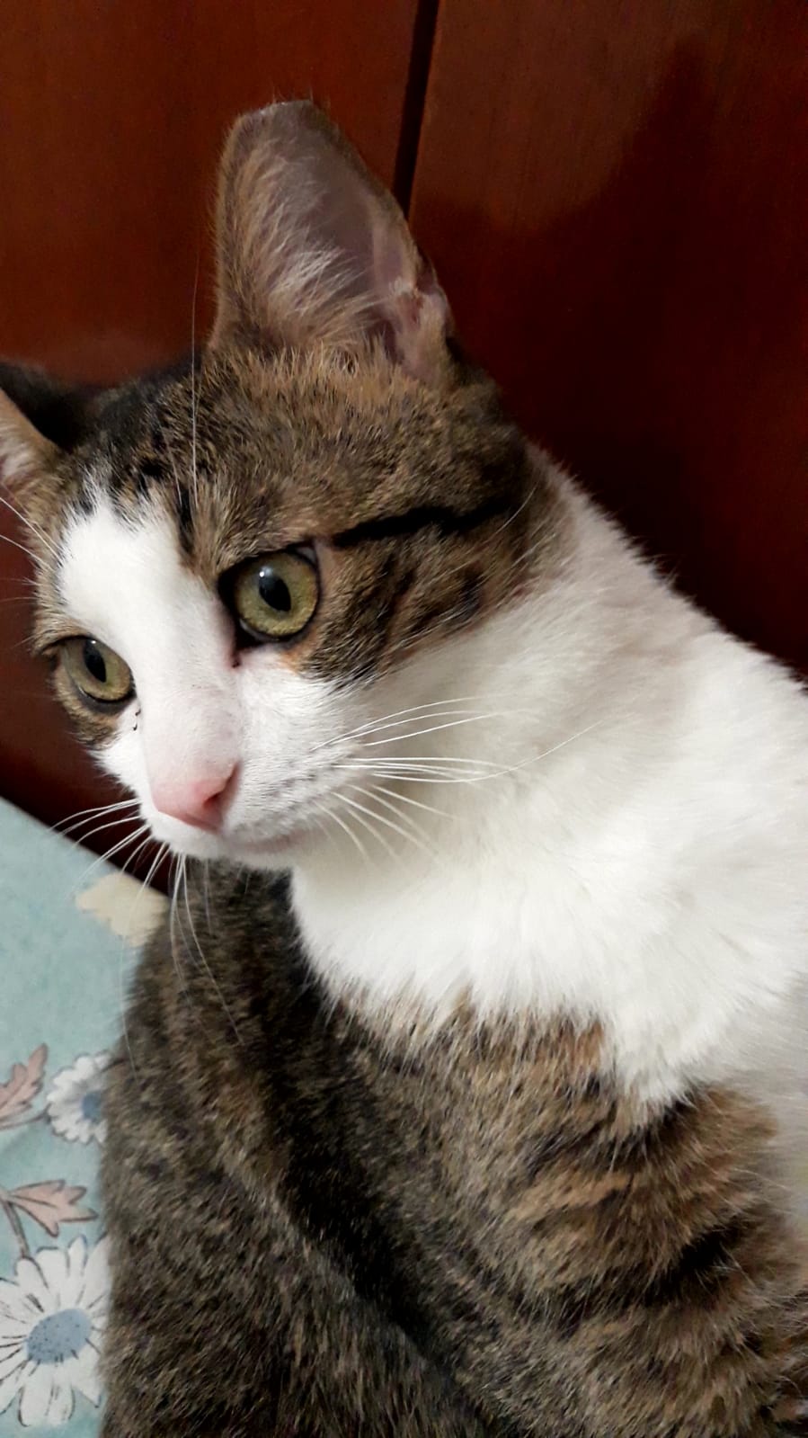 Tatlı oğlumuza ömür, Ücretsiz Kedi, Ankara