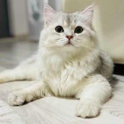 Venüs Erkek British Shorthair