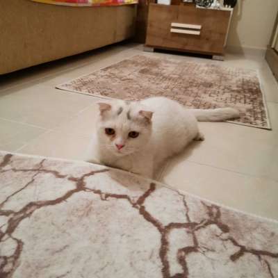 Pamuk  Dişi Scottish Fold