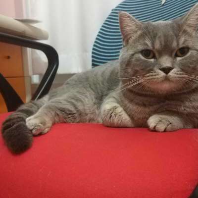 Morfi Erkek British Shorthair