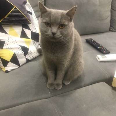 ÇAKIL Dişi British Shorthair