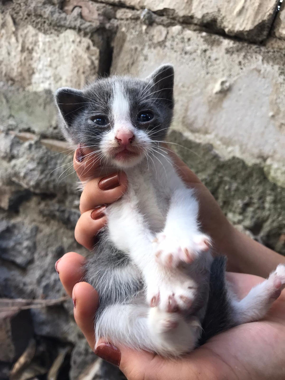 minik bebekler yuv, Ücretsiz Kedi, İzmir