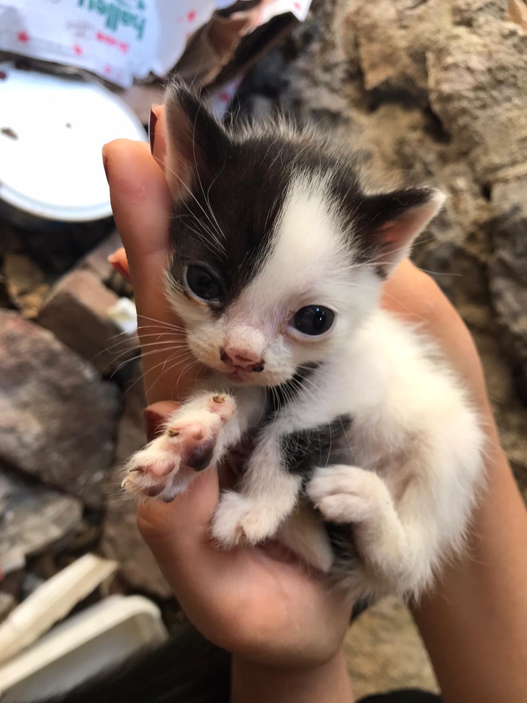 minik bebekler yuv, Ücretsiz Kedi, İzmir