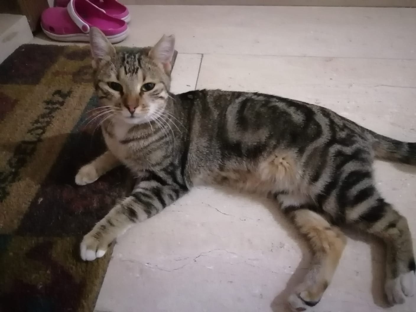 sokakta olmasına rağmen tam bir ev kedisi , Ücretsiz Kedi, Antalya