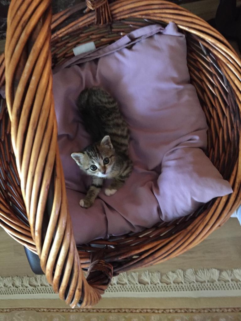 2 aylık kızımız Hamsi’ye ömürlük yuvasını , Ücretsiz Kedi, Kocaeli