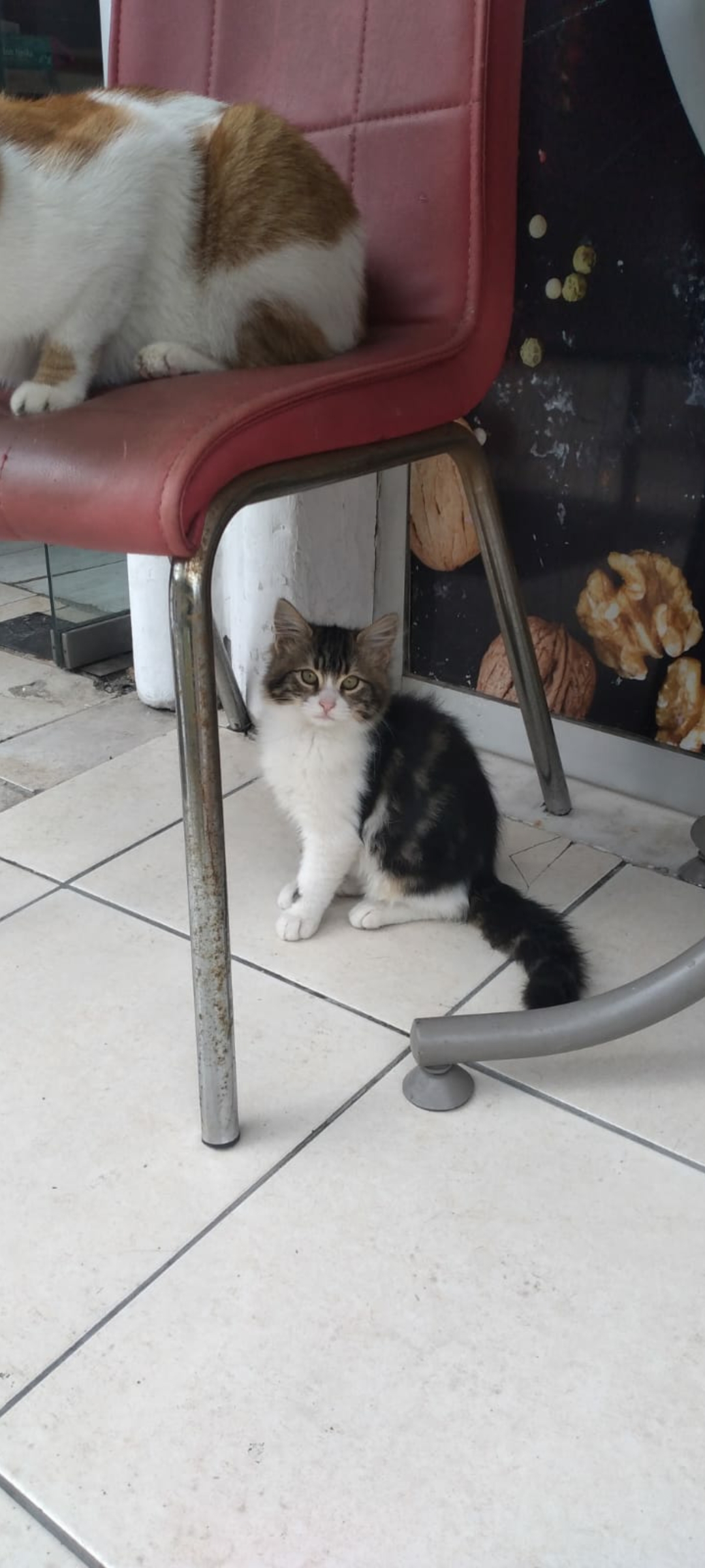 2.5 aylık uzun tüylü prensese ömürl, Ücretsiz Kedi, İstanbul