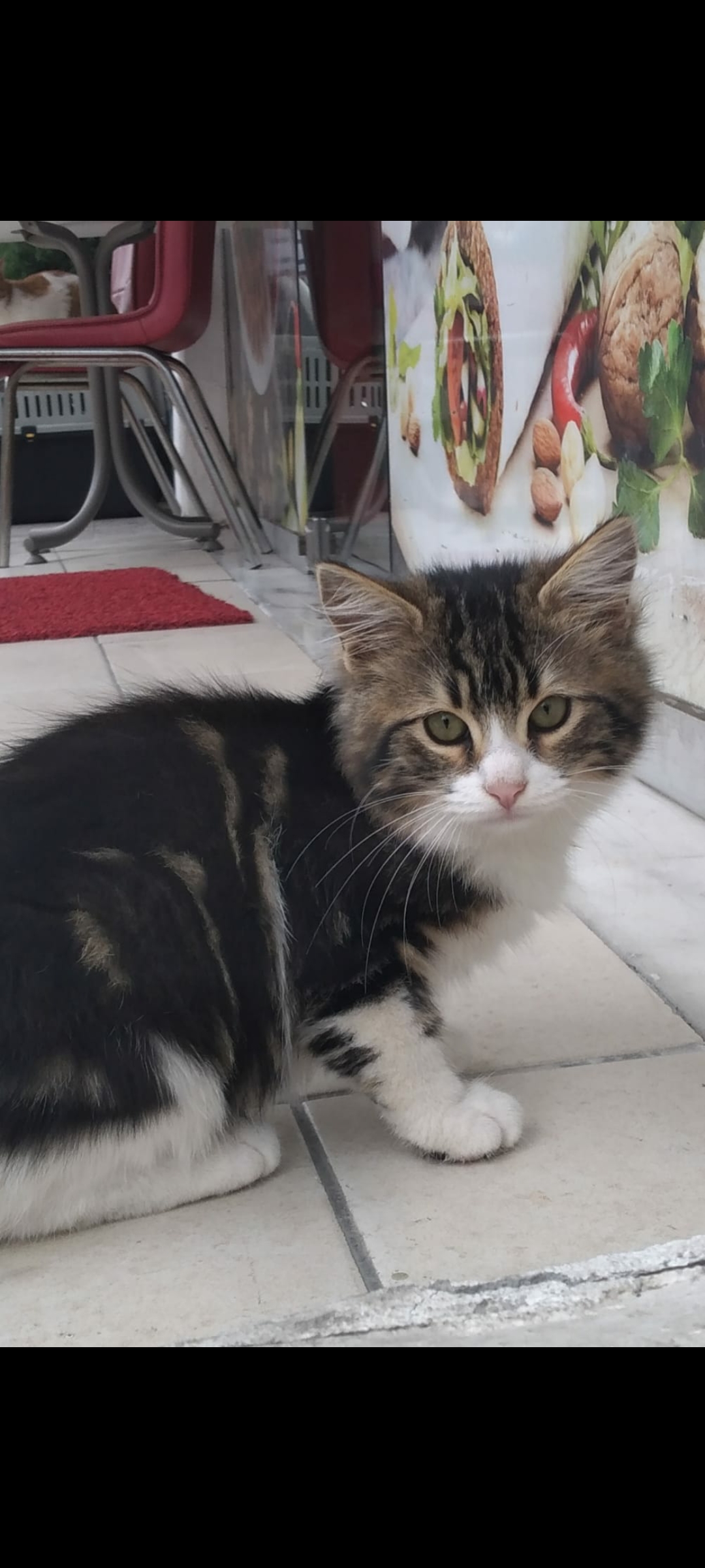2.5 aylık uzun tüylü prensese ömürl, Ücretsiz Kedi, İstanbul