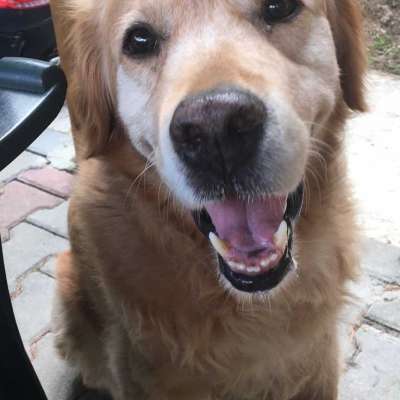 Paşa Erkek Golden Retriever