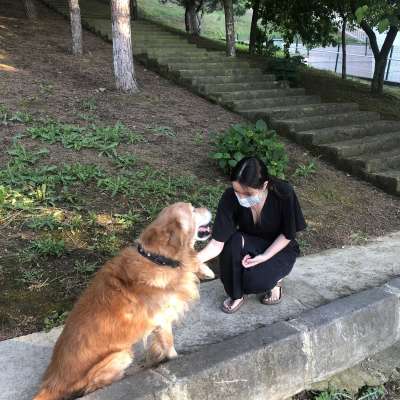 Paşa Erkek Golden Retriever