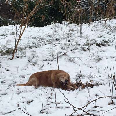 Paşa Erkek Golden Retriever