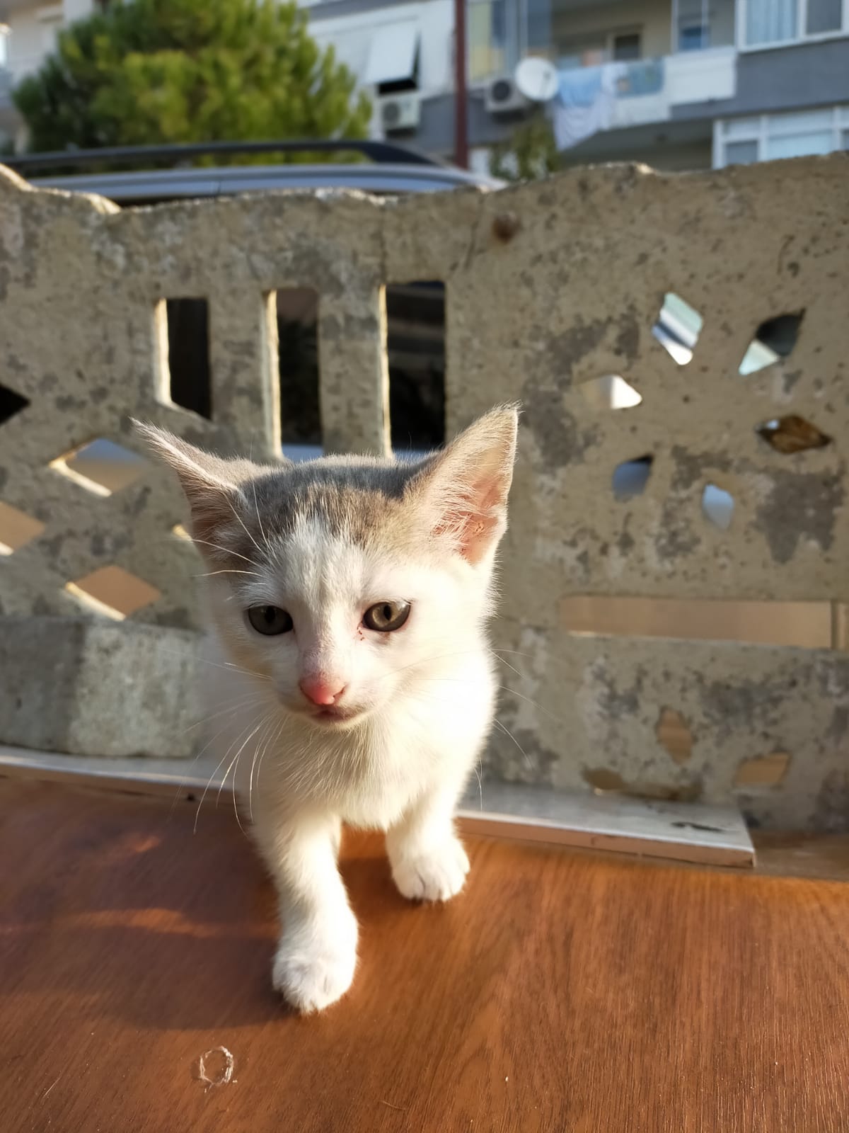 Minik Pamuk Kıza Ömür, Ücretsiz Kedi, İzmir