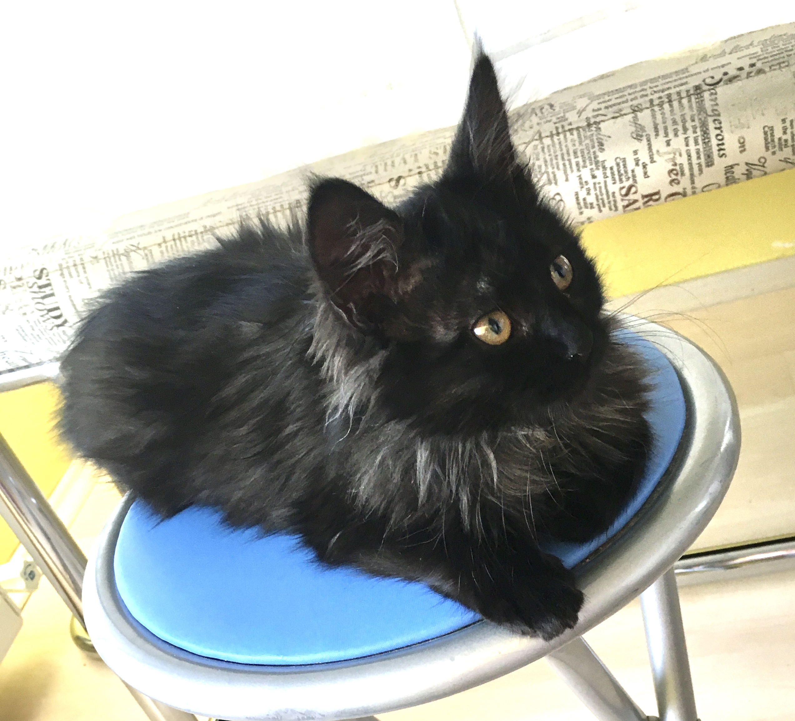Misket bebek sahip, Ücretsiz Kedi, Ankara