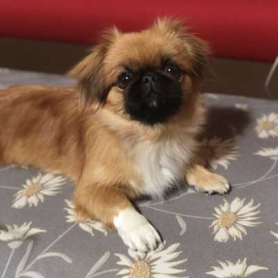 Badem Dişi Pekingese