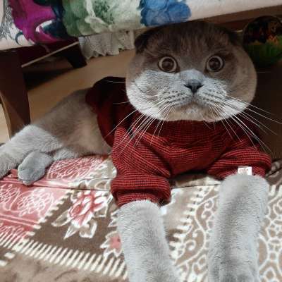 Çapkın Erkek Scottish Fold