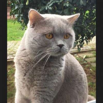 Duman  Erkek British Shorthair