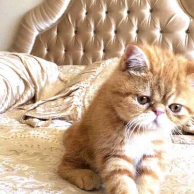 Sushi Erkek Exotic Shorthair