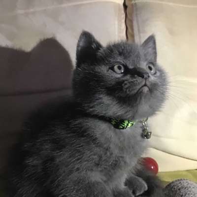 Pablo Erkek British Shorthair