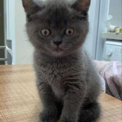 Masal Dişi British Shorthair