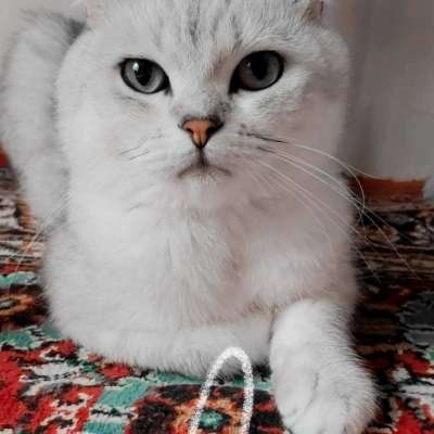 Ozi Erkek British Shorthair