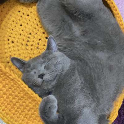 Boyka Erkek British Shorthair