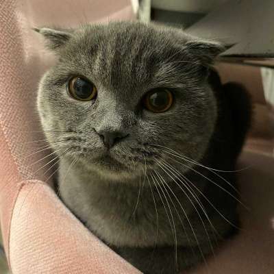 Minik Erkek British Shorthair