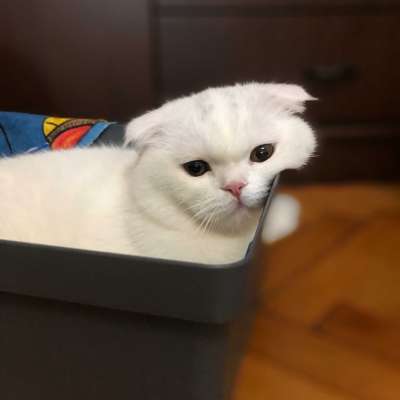 Milan Erkek Scottish Fold