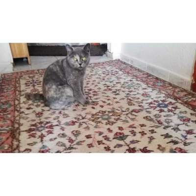 Monica Dişi British Shorthair