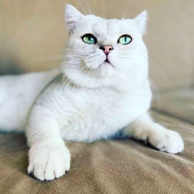 artur scr li ns 11 erkek Erkek British Shorthair