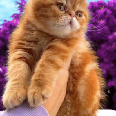 Sushi Erkek Exotic Shorthair