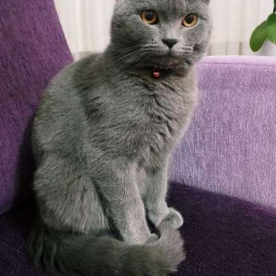 Boyka Erkek British Shorthair