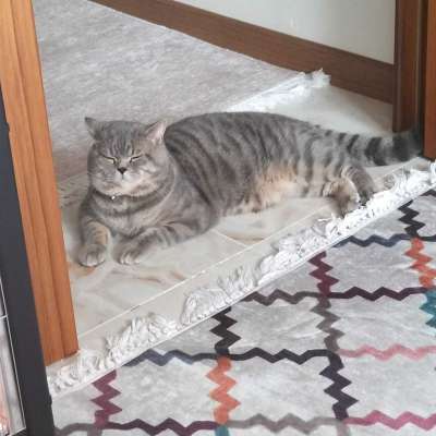 Pika Erkek British Shorthair