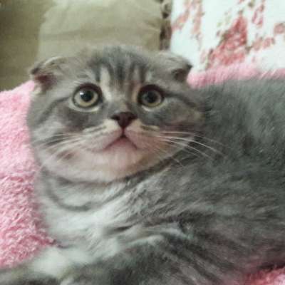 MİA Dişi Scottish Fold