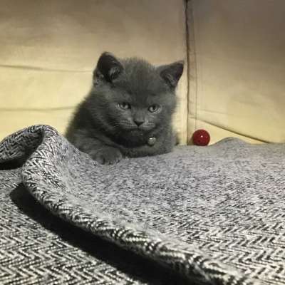 Pablo Erkek British Shorthair