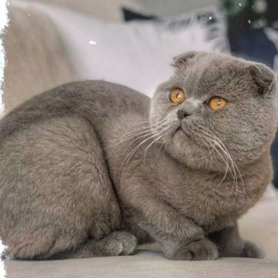 Jack  Bilinmiyor Scottish Fold